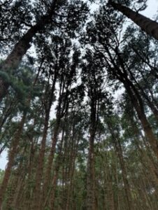 The Pine Forest in Kodaikanal is a fascinating example of how landscapes acquire new meanings. Photo by author