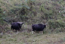 A pair of mithun in Roing, Arunachal Pradesh. This semi-free-ranging bovine is a crucial part of societies in Northeast India, with Arunachal Pradesh hosting 70% of the country’s 384,000 mithuns. Image by Divya Kilikar/Mongabay.