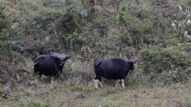 A pair of mithun in Roing, Arunachal Pradesh. This semi-free-ranging bovine is a crucial part of societies in Northeast India, with Arunachal Pradesh hosting 70% of the country’s 384,000 mithuns. Image by Divya Kilikar/Mongabay.