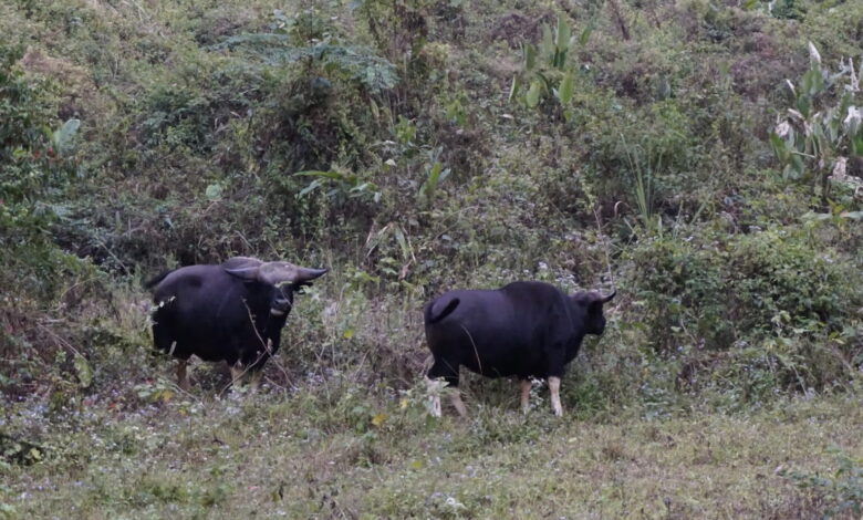 A pair of mithun in Roing, Arunachal Pradesh. This semi-free-ranging bovine is a crucial part of societies in Northeast India, with Arunachal Pradesh hosting 70% of the country’s 384,000 mithuns. Image by Divya Kilikar/Mongabay.