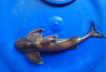 A Pseudecheneis likimroensis specimen found in the fast flowing Likimro river in Nagaland in 2024. The species was described in a paper published in May 2026. Image by Shekumcha Y.