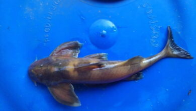 A Pseudecheneis likimroensis specimen found in the fast flowing Likimro river in Nagaland in 2024. The species was described in a paper published in May 2026. Image by Shekumcha Y.