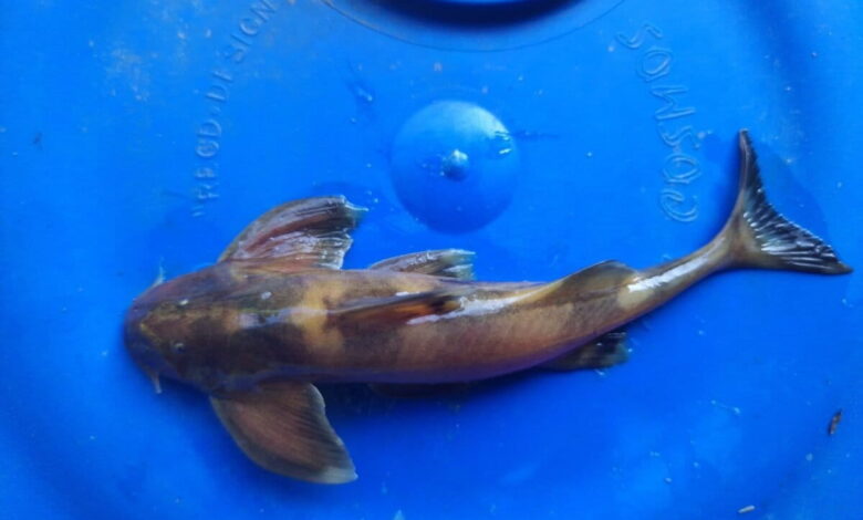 A Pseudecheneis likimroensis specimen found in the fast flowing Likimro river in Nagaland in 2024. The species was described in a paper published in May 2026. Image by Shekumcha Y.