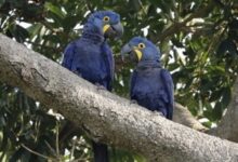 A pair of Hyacinth macaws. Birds often enter the rescue system when exotic parrots and other birds get abandoned by owners who had lost interest or moved away. Image courtesy of Humane World for Animals.