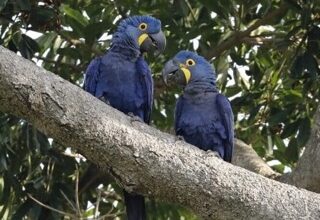 A pair of Hyacinth macaws. Birds often enter the rescue system when exotic parrots and other birds get abandoned by owners who had lost interest or moved away. Image courtesy of Humane World for Animals.