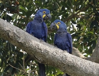 A pair of Hyacinth macaws. Birds often enter the rescue system when exotic parrots and other birds get abandoned by owners who had lost interest or moved away. Image courtesy of Humane World for Animals.
