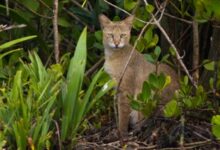 A jungle cat in the Sundarbans. Tetrapods, or four-limbed vertebrates, are ecosystem engineers as they help regulate the abundance of plants and prey animals, fertilise the soil, and disperse seeds. Image by Soumyajit Nandy via Wikimedia Commons (CC BY-SA 4.0).