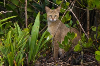 A jungle cat in the Sundarbans. Tetrapods, or four-limbed vertebrates, are ecosystem engineers as they help regulate the abundance of plants and prey animals, fertilise the soil, and disperse seeds. Image by Soumyajit Nandy via Wikimedia Commons (CC BY-SA 4.0).