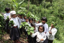 School children harvesting green leafy vegetables from the school garden in Meghalaya. Image courtesy of NESFAS (from Mongabay website)