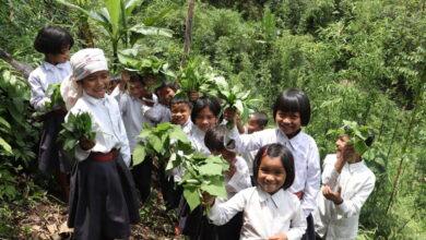 School children harvesting green leafy vegetables from the school garden in Meghalaya. Image courtesy of NESFAS (from Mongabay website)